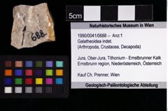 Foto (Objket + Etiketten) von Galatheoidea indet. 